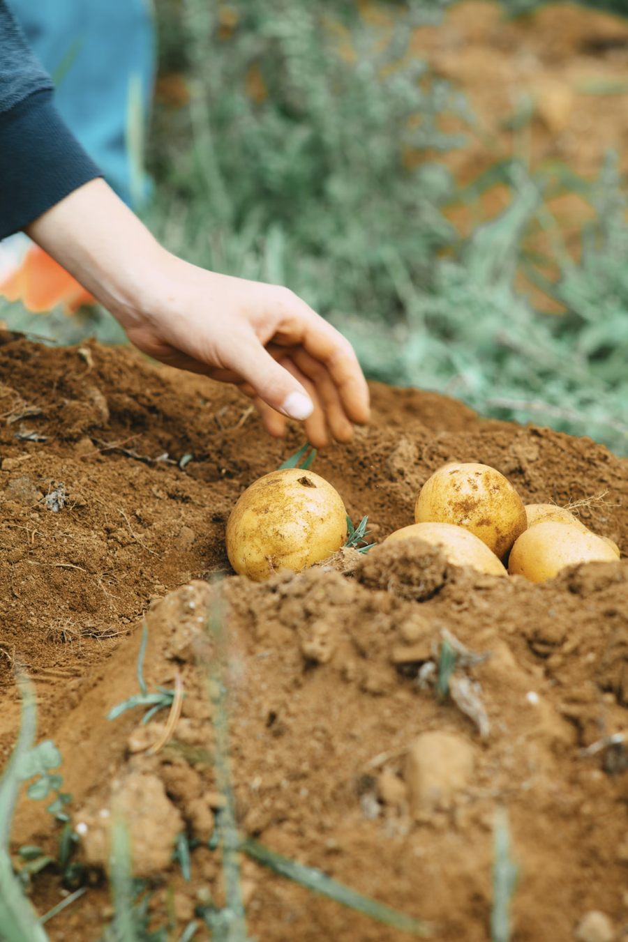 Vegans don't get any... B12