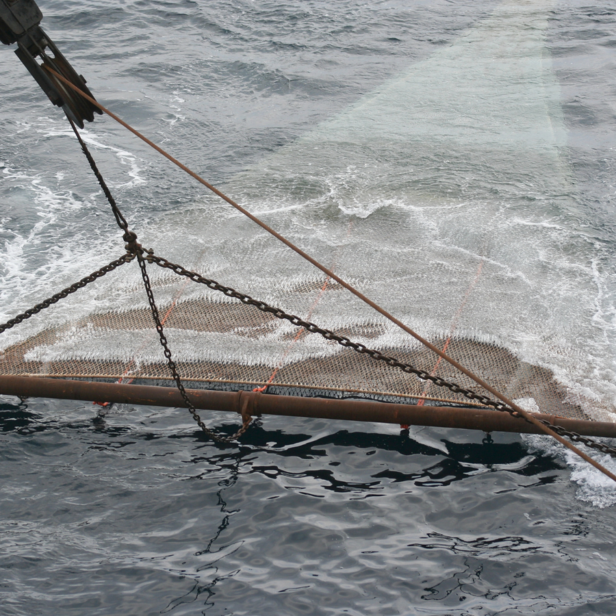 Save the Sea for your Omega 3s