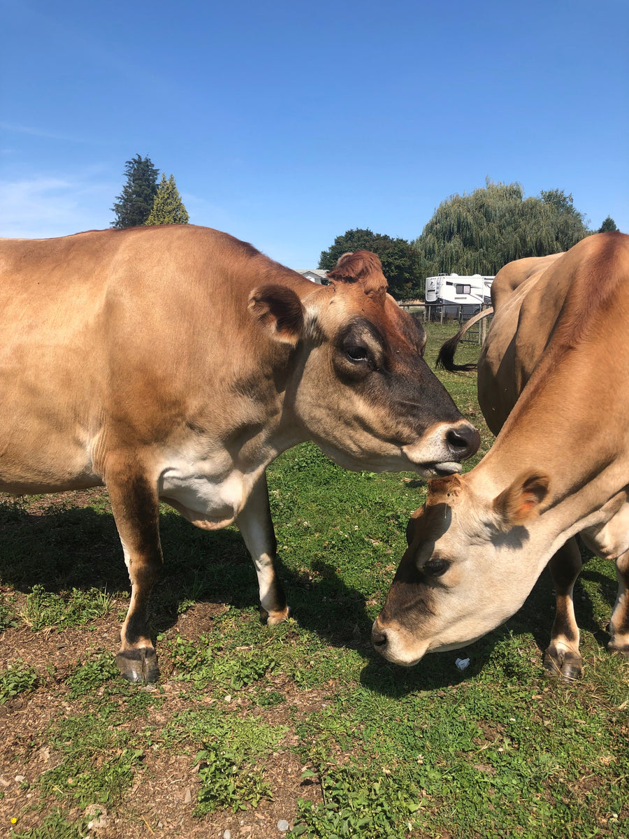 Resources for a kinder world